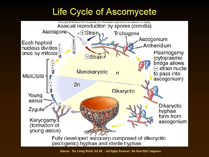Life Cycle of Ascomycete Johnson - The Living World: 3 rd Ed. - All Life Cycle of Ascomycete Johnson - The Living World: 3 rd Ed. - All