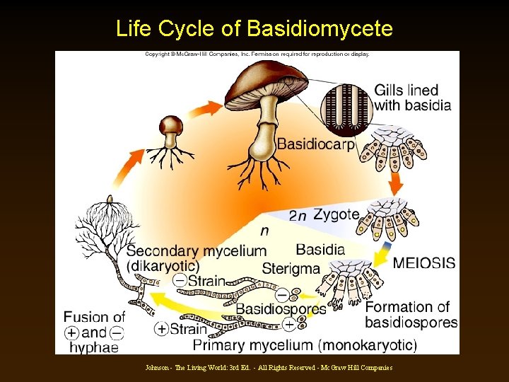 Life Cycle of Basidiomycete Johnson - The Living World: 3 rd Ed. - All Life Cycle of Basidiomycete Johnson - The Living World: 3 rd Ed. - All