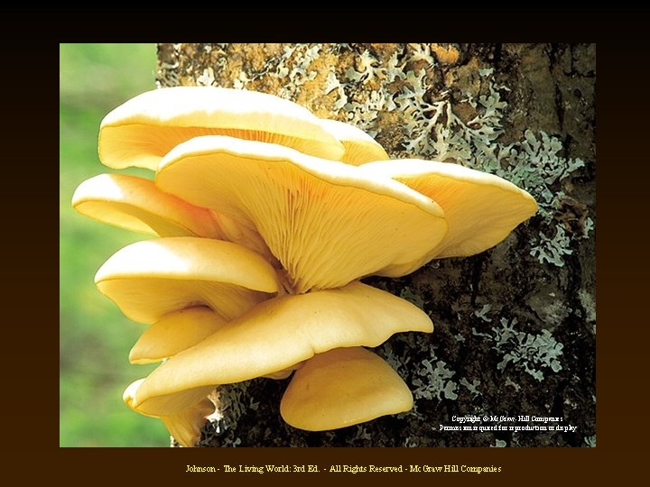 Copyright © Mc. Graw-Hill Companies Permission required for reproduction or display Johnson - The Copyright © Mc. Graw-Hill Companies Permission required for reproduction or display Johnson - The