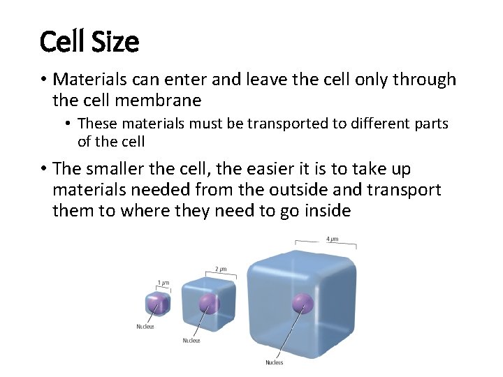 Cell Size • Materials can enter and leave the cell only through the cell