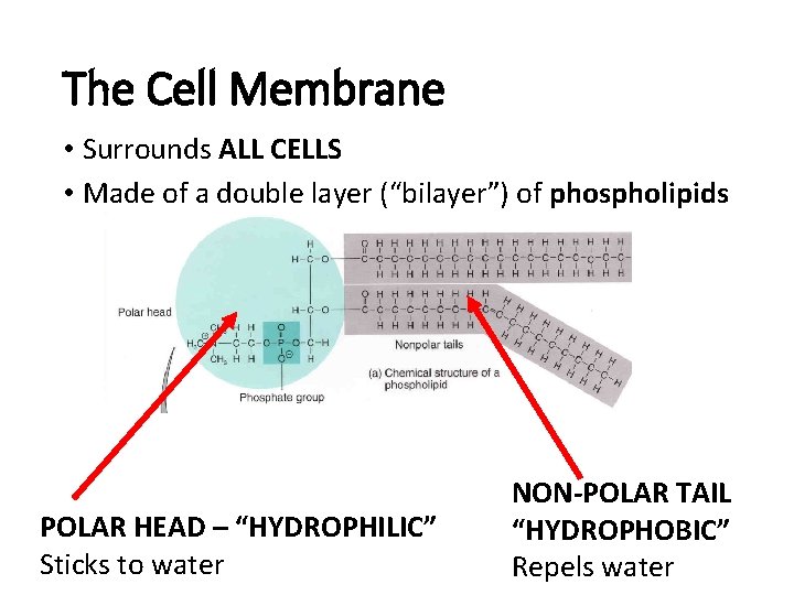 The Cell Membrane • Surrounds ALL CELLS • Made of a double layer (“bilayer”)