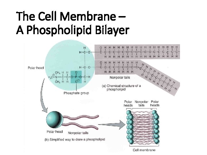 The Cell Membrane – A Phospholipid Bilayer 
