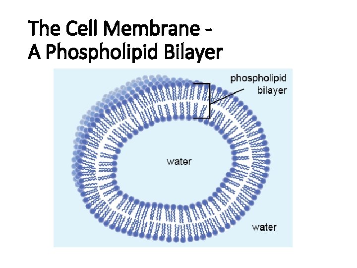 The Cell Membrane A Phospholipid Bilayer 