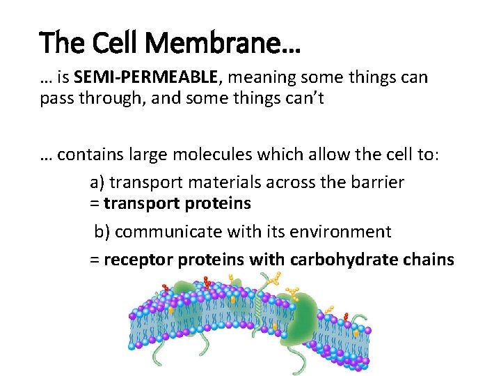 The Cell Membrane… … is SEMI-PERMEABLE, meaning some things can pass through, and some
