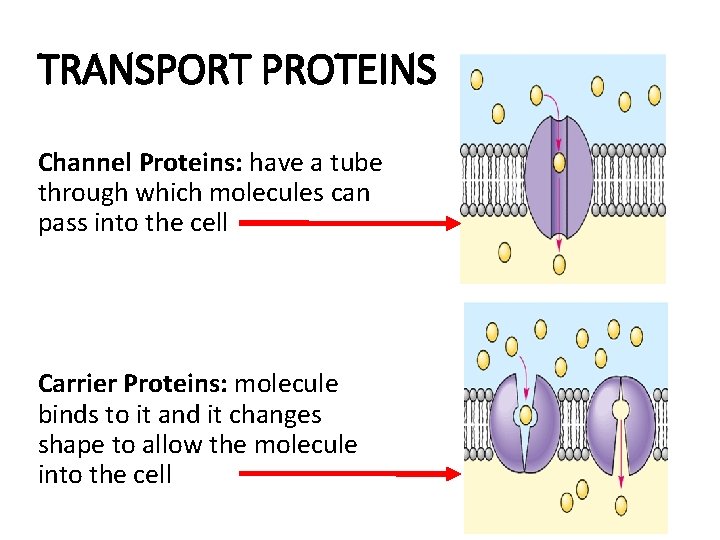 TRANSPORT PROTEINS Channel Proteins: have a tube through which molecules can pass into the