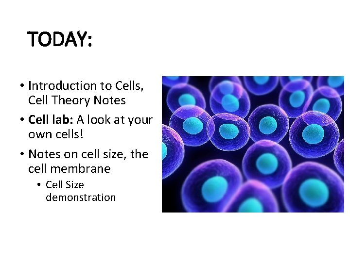 TODAY: • Introduction to Cells, Cell Theory Notes • Cell lab: A look at