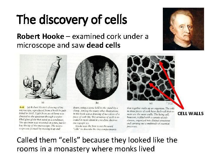 The discovery of cells Robert Hooke – examined cork under a microscope and saw