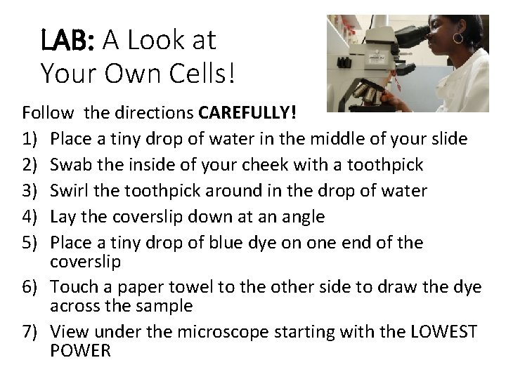 LAB: A Look at Your Own Cells! Follow the directions CAREFULLY! 1) Place a