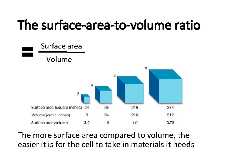 The surface-area-to-volume ratio Surface area Volume The more surface area compared to volume, the