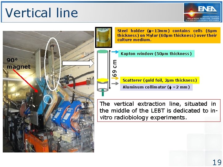 Vertical line Steel holder ( =13 mm) contains cells (6µm thickness) on Mylar (60µm Vertical line Steel holder ( =13 mm) contains cells (6µm thickness) on Mylar (60µm