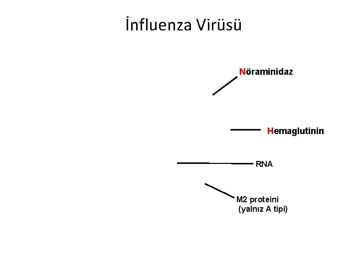 İnfluenza Virüsü Nöraminidaz Hemaglutinin RNA M 2 proteini (yalnız A tipi) 