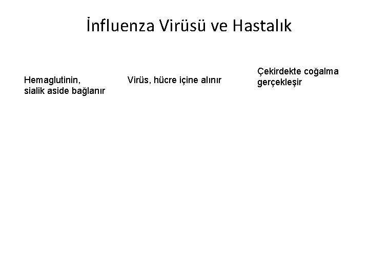 İnfluenza Virüsü ve Hastalık Hemaglutinin, sialik aside bağlanır Virüs, hücre içine alınır Çekirdekte coğalma