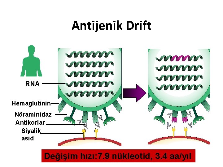 Antijenik Drift RNA Hemaglutinin Nöraminidaz Antikorlar Siyalik asid Değişim hızı: 7. 9 nükleotid, 3.