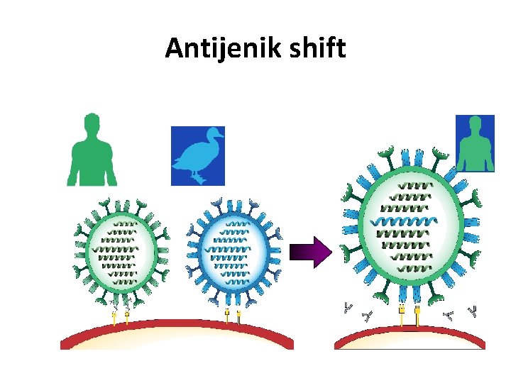 Antijenik shift 