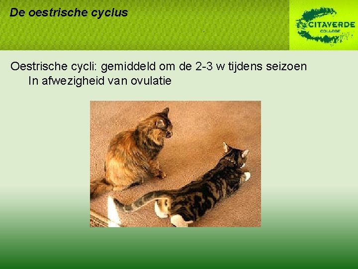 De oestrische cyclus Oestrische cycli: gemiddeld om de 2 -3 w tijdens seizoen In De oestrische cyclus Oestrische cycli: gemiddeld om de 2 -3 w tijdens seizoen In