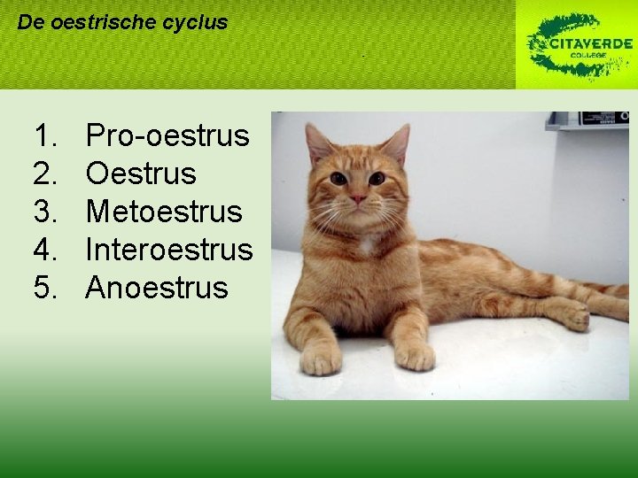 De oestrische cyclus 1. 2. 3. 4. 5. Pro-oestrus Oestrus Metoestrus Interoestrus Anoestrus De oestrische cyclus 1. 2. 3. 4. 5. Pro-oestrus Oestrus Metoestrus Interoestrus Anoestrus