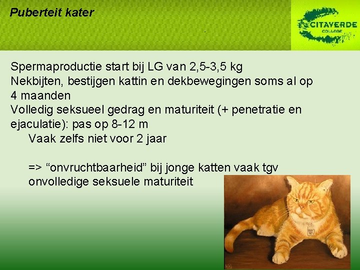 Puberteit kater Spermaproductie start bij LG van 2, 5 -3, 5 kg Nekbijten, bestijgen Puberteit kater Spermaproductie start bij LG van 2, 5 -3, 5 kg Nekbijten, bestijgen