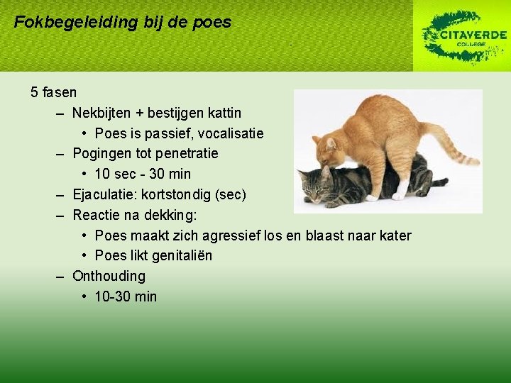 Fokbegeleiding bij de poes 5 fasen – Nekbijten + bestijgen kattin • Poes is Fokbegeleiding bij de poes 5 fasen – Nekbijten + bestijgen kattin • Poes is