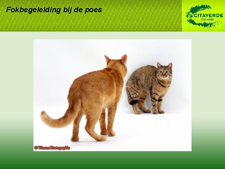 Fokbegeleiding bij de poes Fokbegeleiding bij de poes