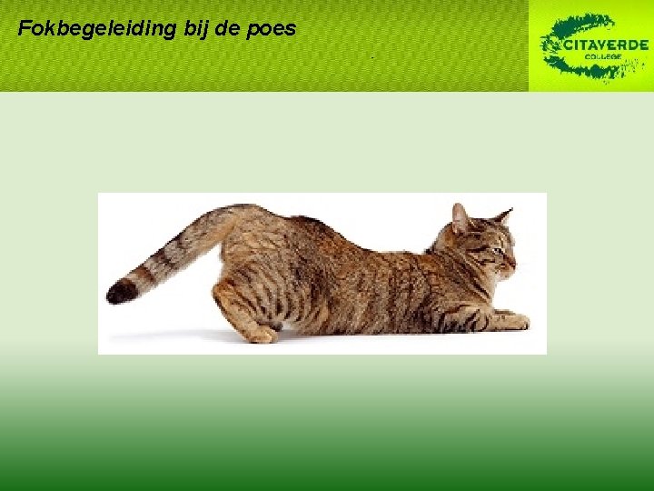 Fokbegeleiding bij de poes Fokbegeleiding bij de poes
