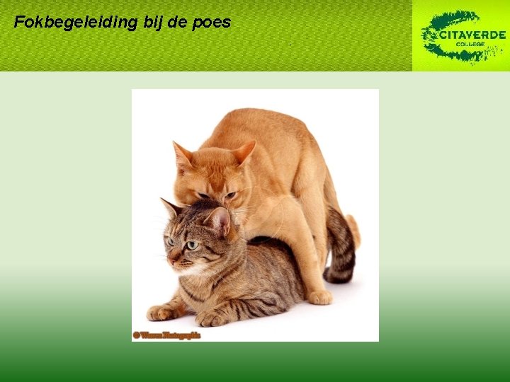 Fokbegeleiding bij de poes Fokbegeleiding bij de poes