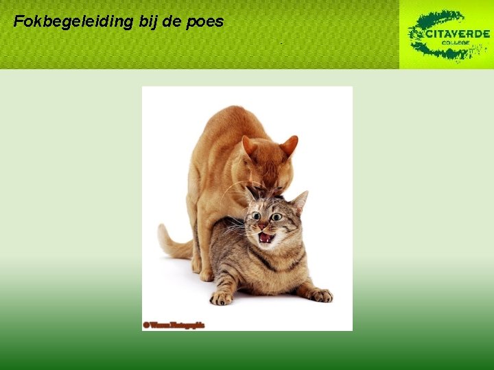 Fokbegeleiding bij de poes Fokbegeleiding bij de poes