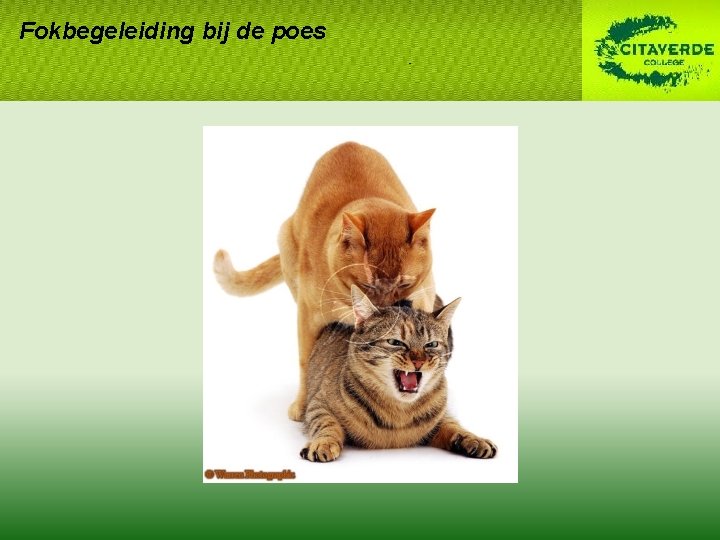 Fokbegeleiding bij de poes Fokbegeleiding bij de poes