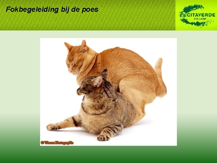 Fokbegeleiding bij de poes Fokbegeleiding bij de poes
