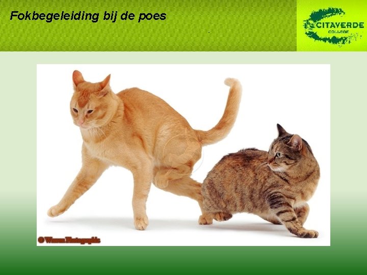 Fokbegeleiding bij de poes Fokbegeleiding bij de poes