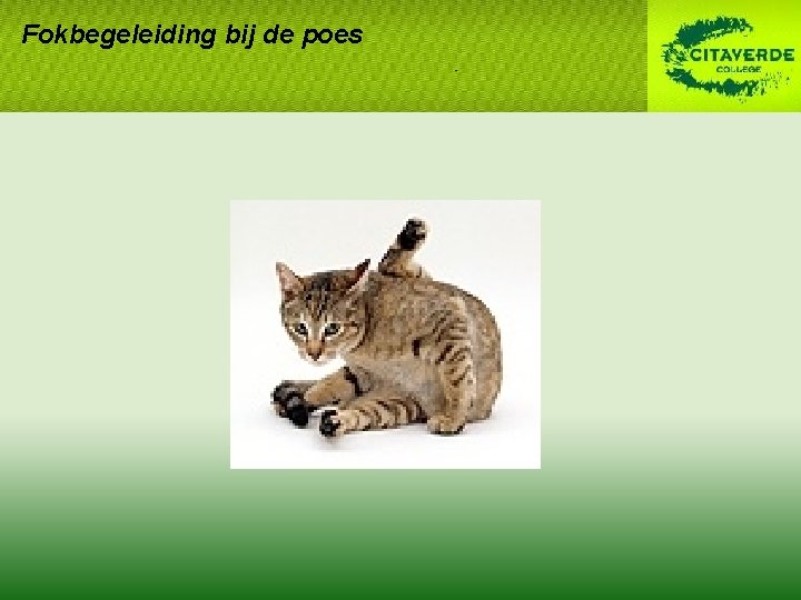 Fokbegeleiding bij de poes Fokbegeleiding bij de poes
