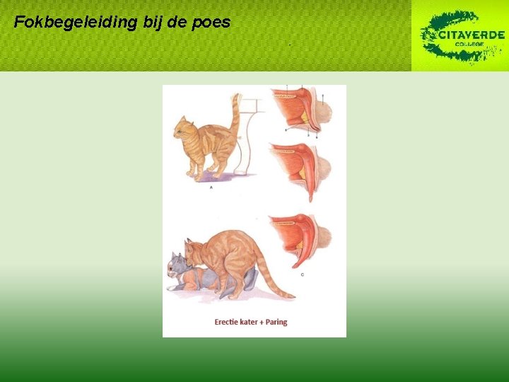 Fokbegeleiding bij de poes Fokbegeleiding bij de poes