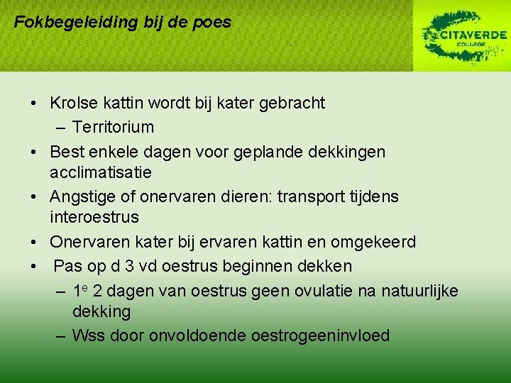 Fokbegeleiding bij de poes • Krolse kattin wordt bij kater gebracht – Territorium • Fokbegeleiding bij de poes • Krolse kattin wordt bij kater gebracht – Territorium •