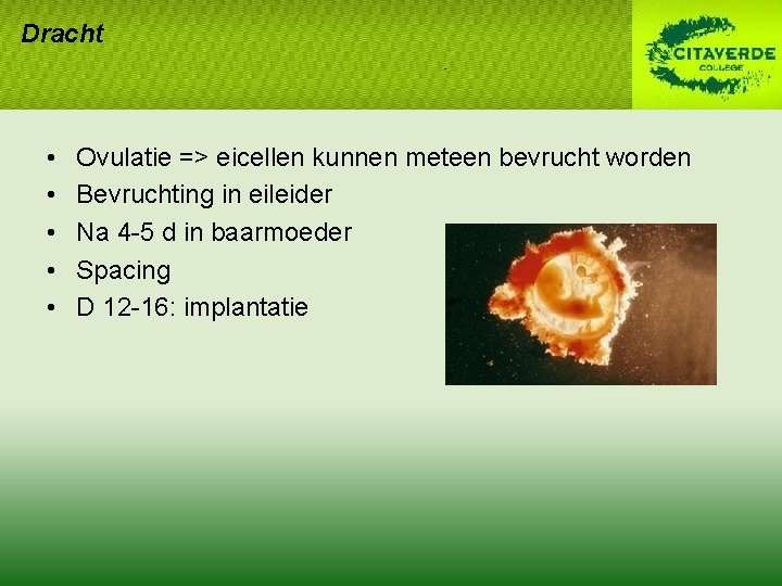 Dracht • • • Ovulatie => eicellen kunnen meteen bevrucht worden Bevruchting in eileider Dracht • • • Ovulatie => eicellen kunnen meteen bevrucht worden Bevruchting in eileider