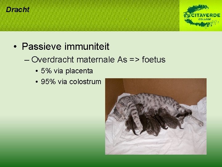 Dracht • Passieve immuniteit – Overdracht maternale As => foetus • 5% via placenta Dracht • Passieve immuniteit – Overdracht maternale As => foetus • 5% via placenta