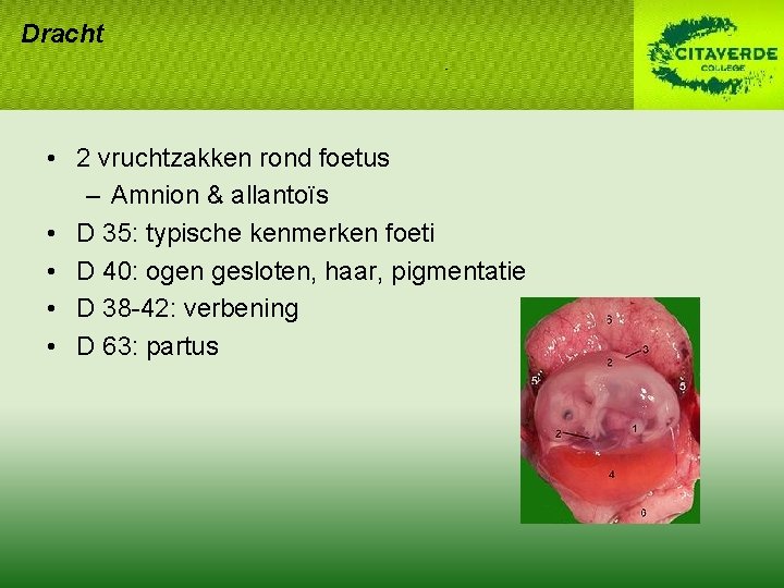 Dracht • 2 vruchtzakken rond foetus – Amnion & allantoïs • D 35: typische Dracht • 2 vruchtzakken rond foetus – Amnion & allantoïs • D 35: typische