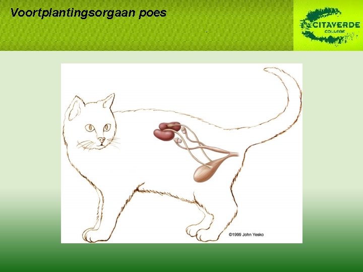 Voortplantingsorgaan poes Voortplantingsorgaan poes
