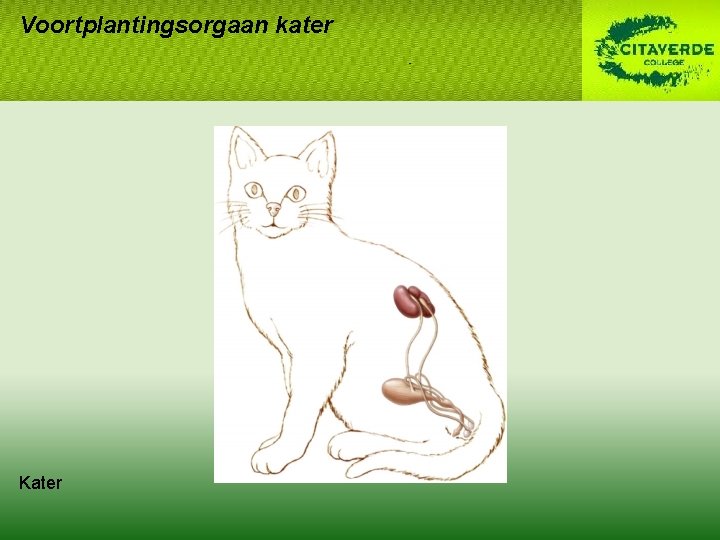 Voortplantingsorgaan kater Kater Voortplantingsorgaan kater Kater