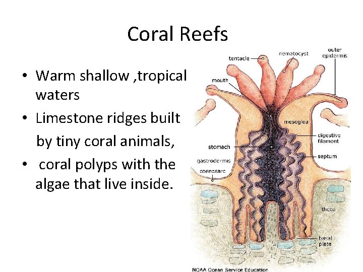 Coral Reefs • Warm shallow , tropical waters • Limestone ridges built by tiny