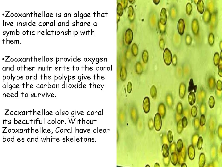  • Zooxanthellae is an algae that live inside coral and share a symbiotic