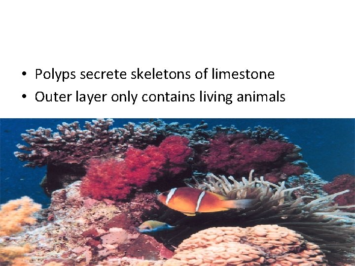  • Polyps secrete skeletons of limestone • Outer layer only contains living animals