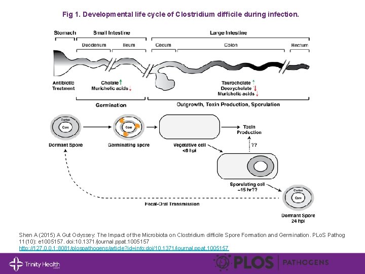 Fig 1. Developmental life cycle of Clostridium difficile during infection. Shen A (2015) A