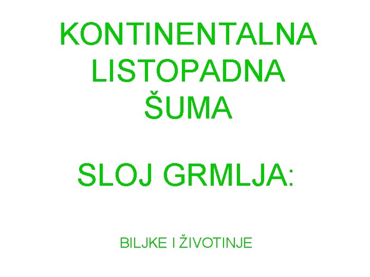 KONTINENTALNA LISTOPADNA ŠUMA SLOJ GRMLJA: BILJKE I ŽIVOTINJE 