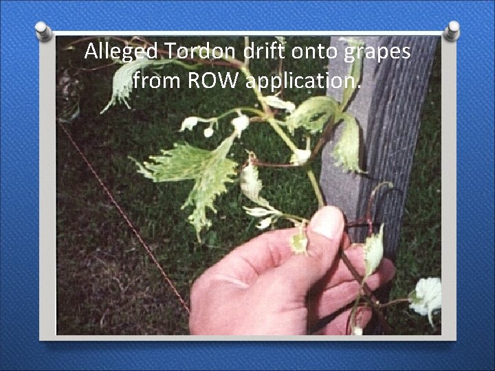 Alleged Tordon drift onto grapes from ROW application. 