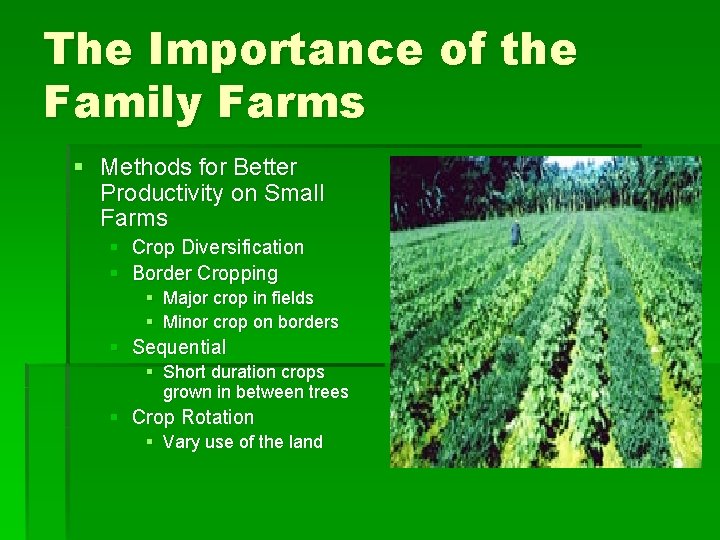 The Importance of the Family Farms § Methods for Better Productivity on Small Farms The Importance of the Family Farms § Methods for Better Productivity on Small Farms
