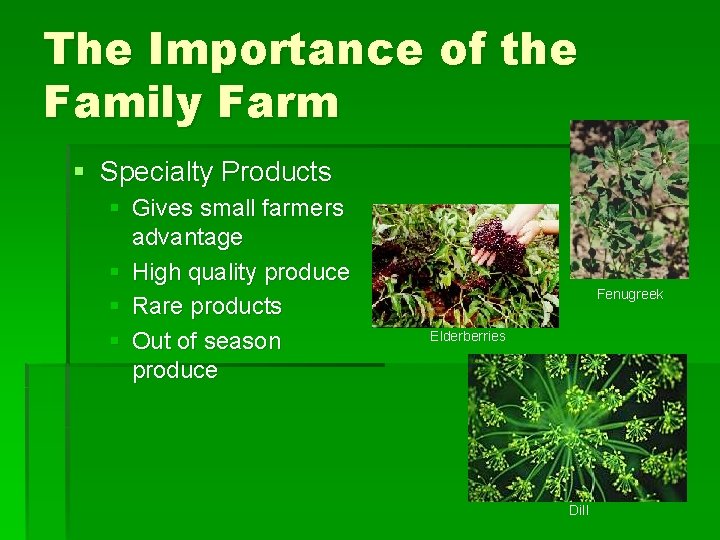 The Importance of the Family Farm § Specialty Products § Gives small farmers advantage The Importance of the Family Farm § Specialty Products § Gives small farmers advantage