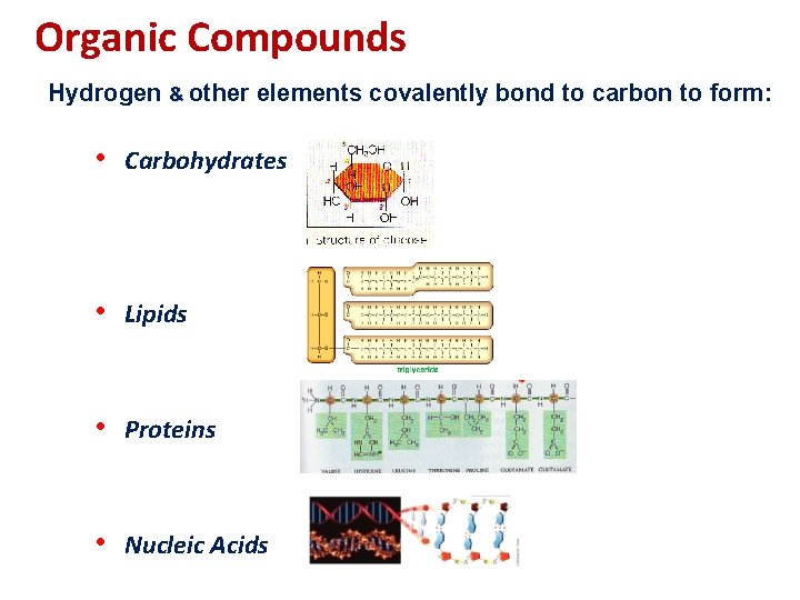 Organic Compounds Hydrogen & other elements covalently bond to carbon to form: • Carbohydrates Organic Compounds Hydrogen & other elements covalently bond to carbon to form: • Carbohydrates