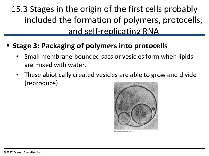 15. 3 Stages in the origin of the first cells probably included the formation 15. 3 Stages in the origin of the first cells probably included the formation