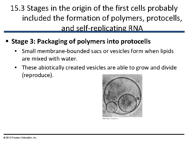 15. 3 Stages in the origin of the first cells probably included the formation