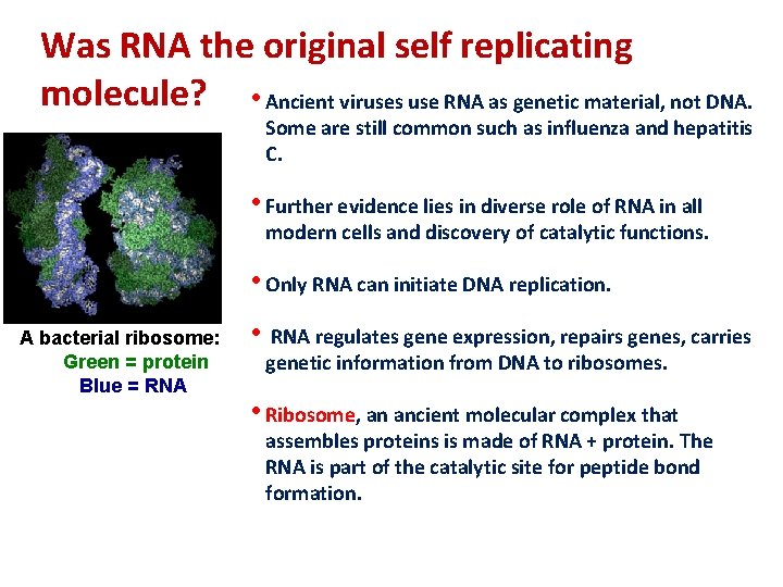 Was RNA the original self replicating molecule? • Ancient viruses use RNA as genetic