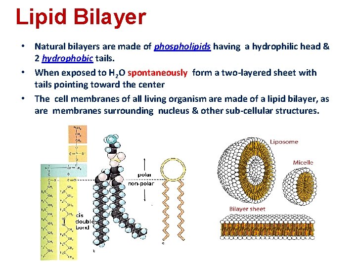 Lipid Bilayer • Natural bilayers are made of phospholipids having a hydrophilic head & Lipid Bilayer • Natural bilayers are made of phospholipids having a hydrophilic head &